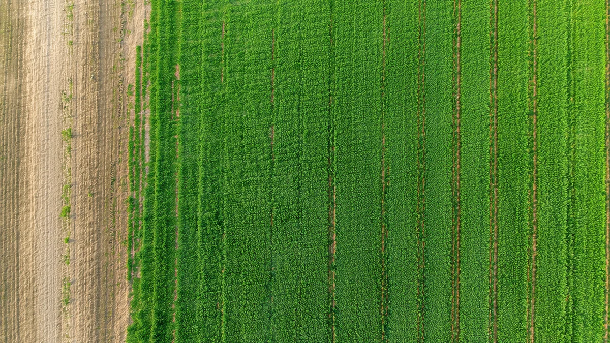 Aerial view of Heartland Family Farm cover crops and no-till fields